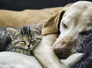 CHIEN CHAT